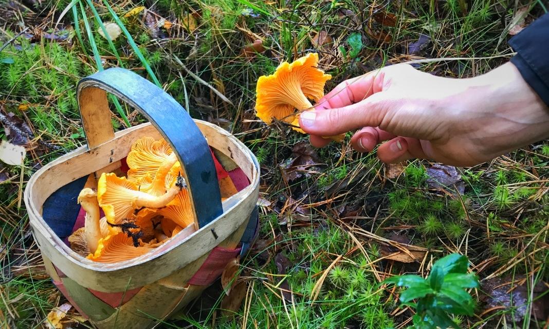 Sezon grzybobrania w Lublińcu i okolicach rozpoczęty