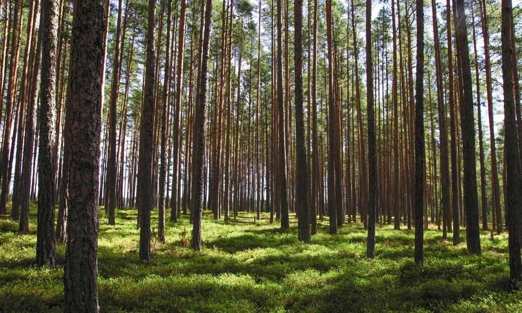 Znaczenie drzew w Lublińcu: Osiągnięcia i rola w życiu mieszkańców